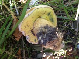 Boletus albidus 8