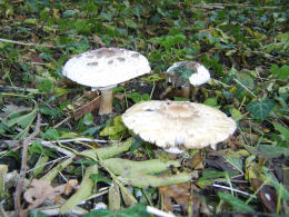 Macrolepiota konradii