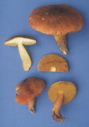 Boletus morrisii Mushroom