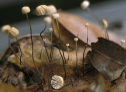 Marasmius rotula3