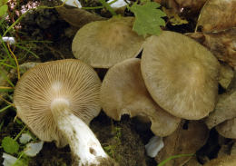 Entoloma clypeatum2