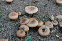 Lactarius deliciosus