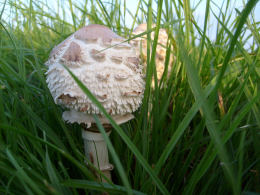 Lepiota procera4