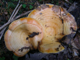 Lactarius deliciosus