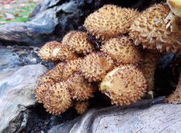 Pholiota squarrosa  001