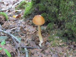 Amanita fulva 8