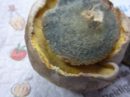 Boletus albidus 8