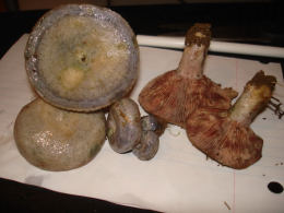 Lactarius chelidonium var chelidonioides