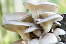 Pleurotus ostreatus 005