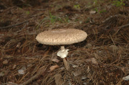 Lepiota procera4