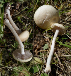 Agrocybe dura3