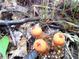 Calostoma cinnabaria3