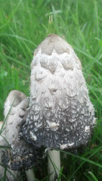 Coprinus comatusF2