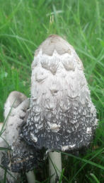 Coprinus comatusF2