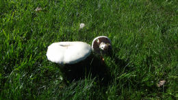 Agaricus arvensis7.jpg