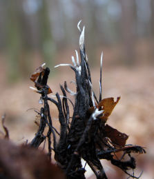 Xylaria carpophila