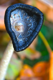 Coprinus comatusF2