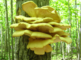 Pleurotus ostreatus 005