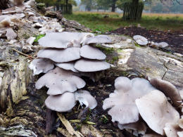 Pleurotus ostreatus 005