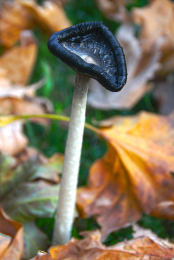 Coprinus comatusF2