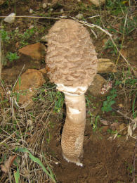 Lepiota procera4