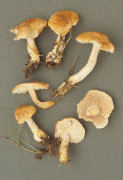 Hydnum repandum var rufescens Mushroom