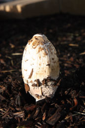 Coprinus comatusF2