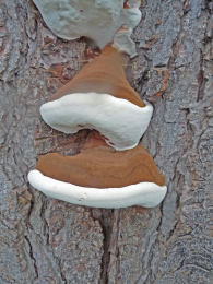 Ganoderma adspersum2