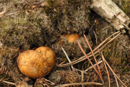 Rhizopogon luteolus