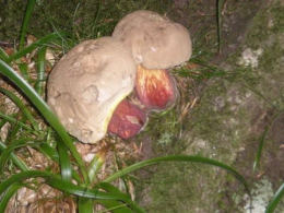 Boletus satanus Chloe Douglas Mushroom