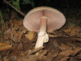 Agaricus arvensis7.jpg