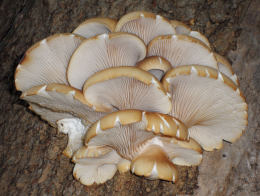 Pleurotus ostreatus 005