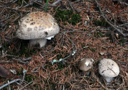Amanita spissa 6