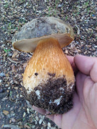 Boletus aereus 001