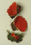 Sarcoscypha coccinea Mushroom