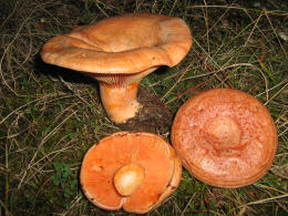 Lactarius deliciosus