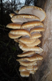 Pleurotus ostreatus 005