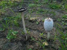 Coprinus comatusF2