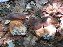 Boletus aereus 001