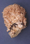 Ramaria strasseri2 Mushroom