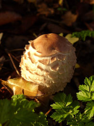 Macrolepiota rhacodes