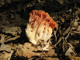 Ramaria formosa