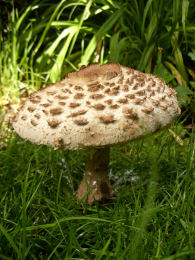 Macrolepiota rhacodes