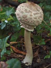 Macrolepiota rhacodes