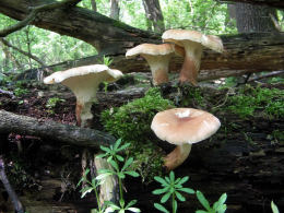 Neolentinus schaefferi3 Mushroom