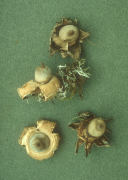 Geastrum nanum Mushroom