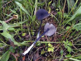 Entoloma lazulinum LEPTONIA LAZULINA