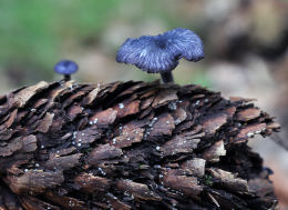 Entoloma nitidum 2 Mushroom