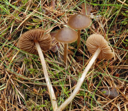 Entoloma cetratum 2 Mushroom