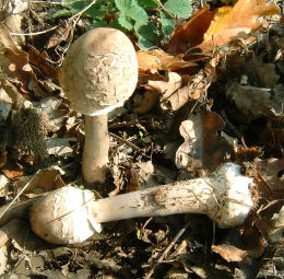 Lepiota procera4